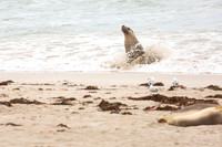 Australian sea lion in the surf