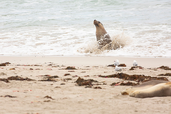 Australian sea lion in the surf