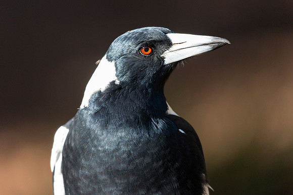 Australian magpie