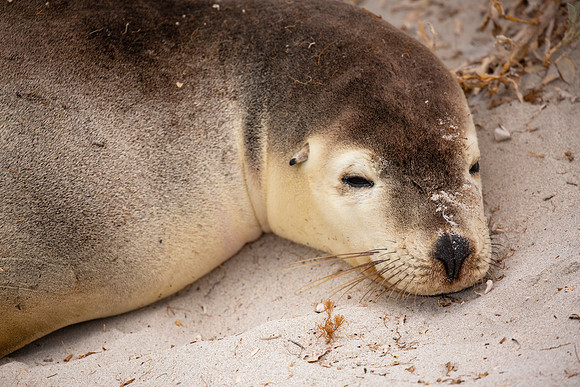 Australian sea lion sleepy