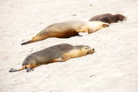 Australian Sea Lions napping on the beach