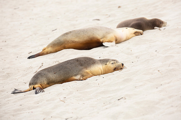 Australian Sea Lions napping on the beach