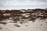 Australian sea lions scratching