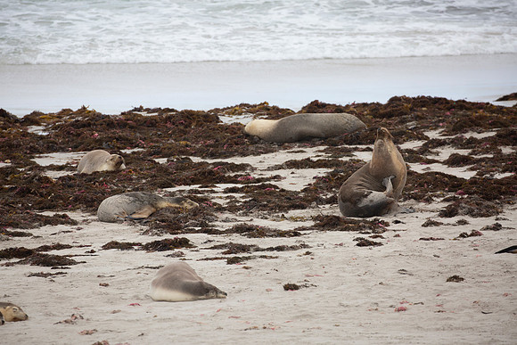 Australian sea lions scratching