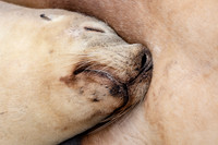 Australian Sea Lions snuggling