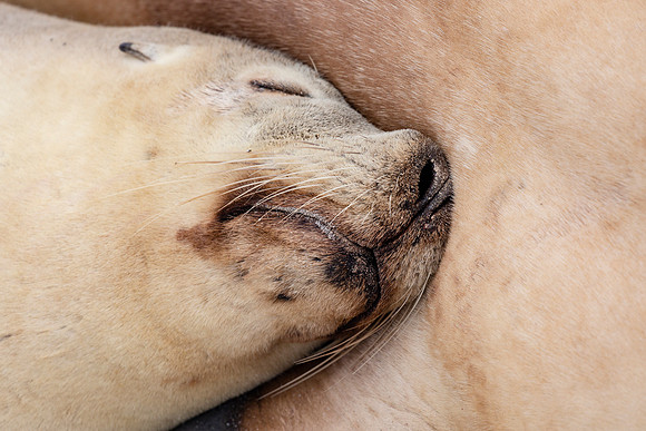 Australian Sea Lions snuggling