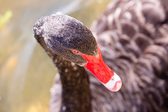 Black swan