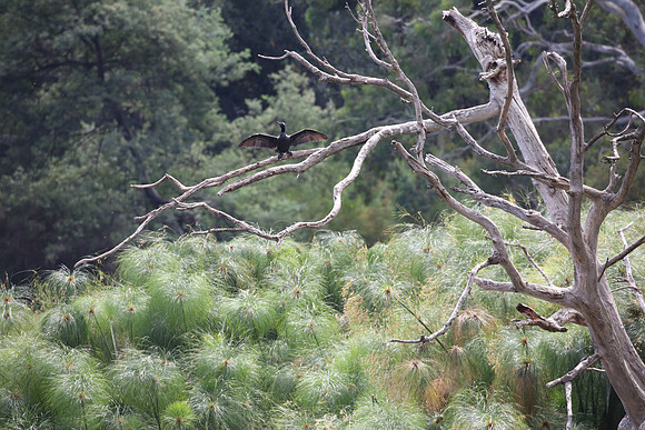 Cormorant