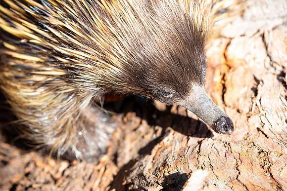 Echidna portrait