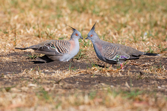 Crested Pigeons