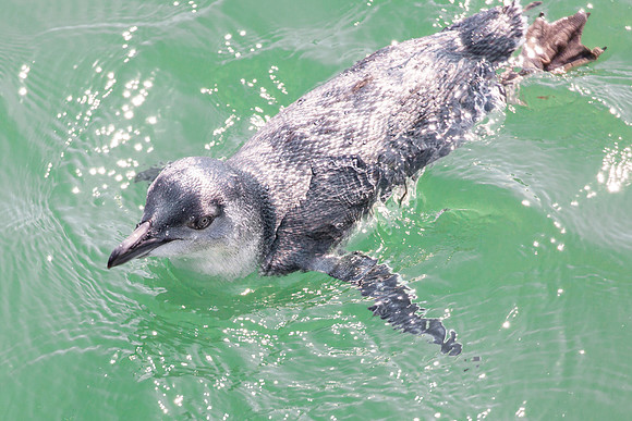 Fishing Fairy Penguin (2)