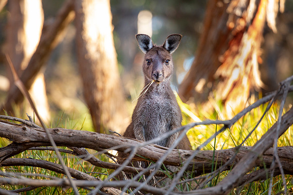 Kangaroo Island Grey Kangaroo