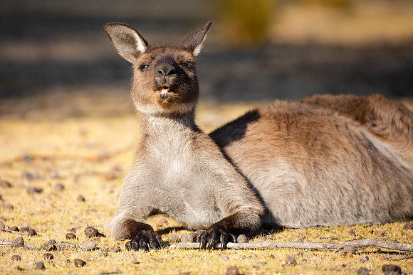 Kangaroo Sunning