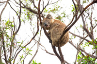 Koala resting in a tree