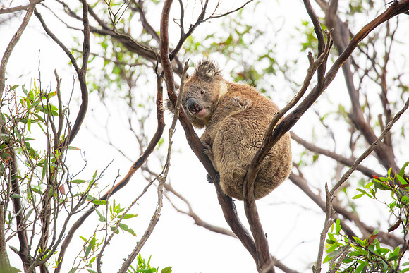 Koala resting in a tree