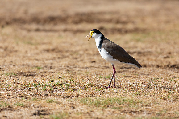 Masked Lapwing (2)