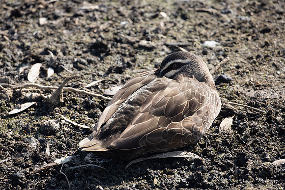 Pacific black duck