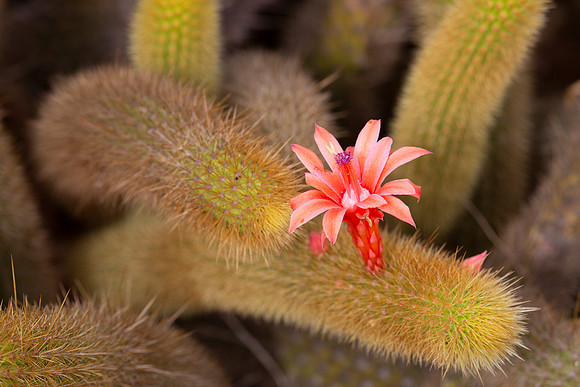 Rat Tail Cactus