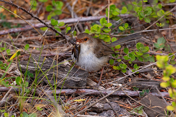 Splendid Fairywren with food