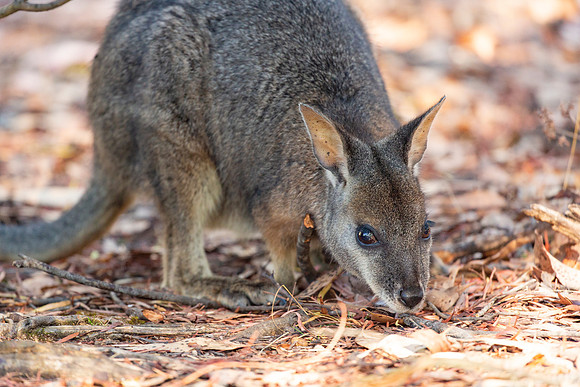 Wallaby