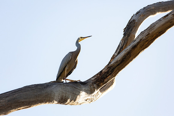White-faced heron