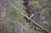 Yellow Wattlebird