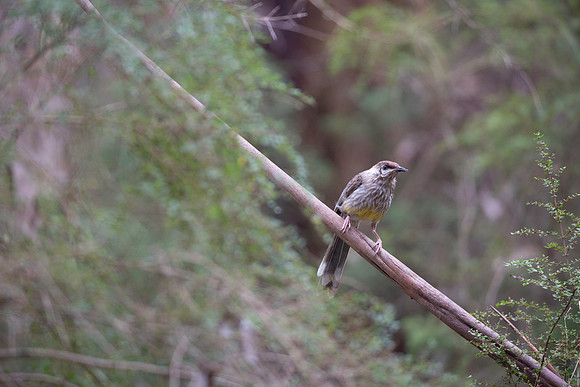 Yellow Wattlebird
