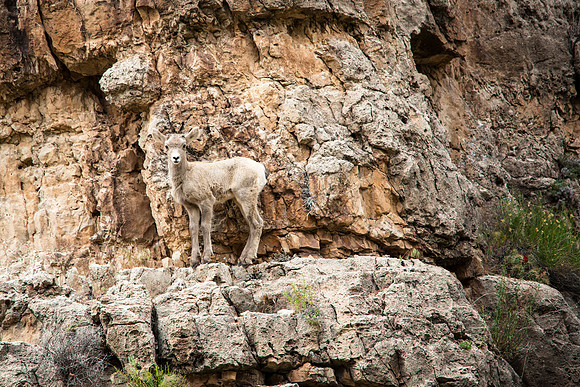 Lamb on a ledge