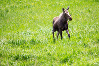 Moose Cow in the Field