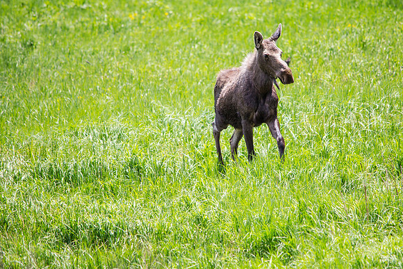 Moose Cow in the Field