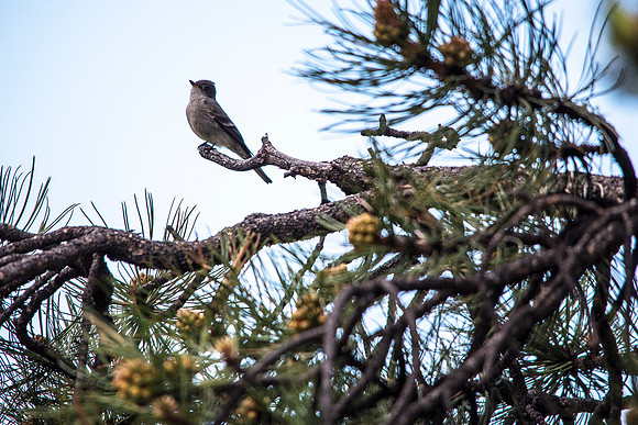 Western Wood Pewee (3) - Contopus sordidulus