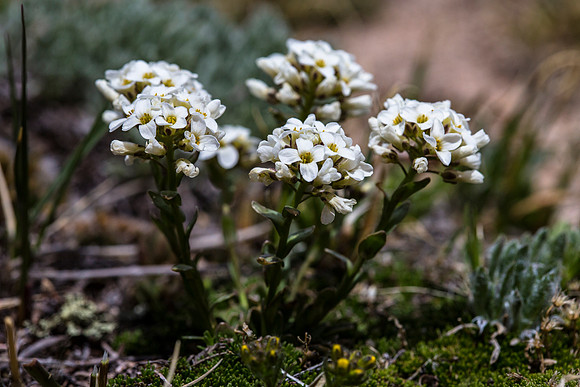 Alpine Rockcress - Braya humilis