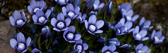 blog banner