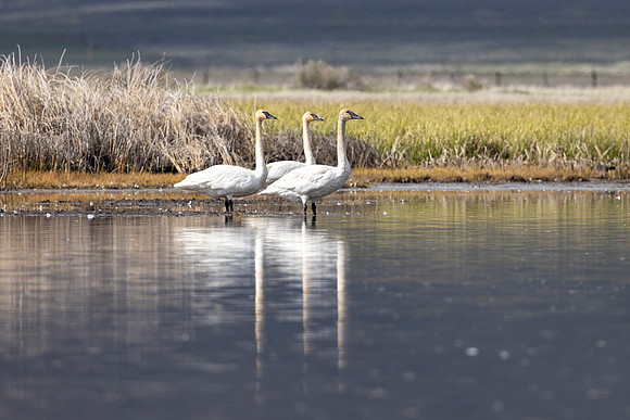 Trumpeter Swan (Cygnus buccinator) reflections