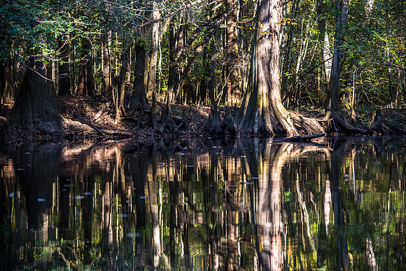 Bald Cypress Reflections (2)
