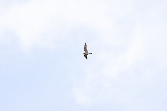 20230617-jwf-7104