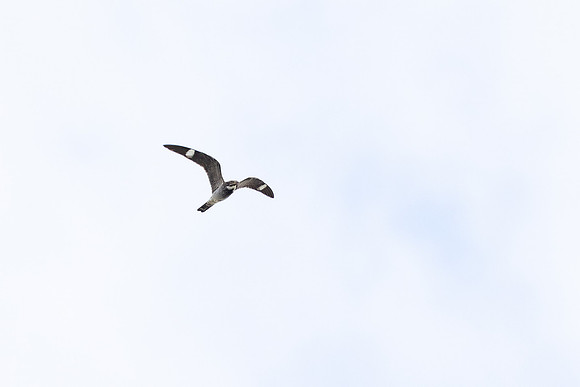 20230617-jwf-7333
