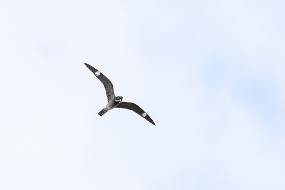 20230617-jwf-7335