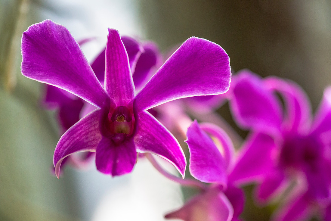 Dendrobium (2) sp.