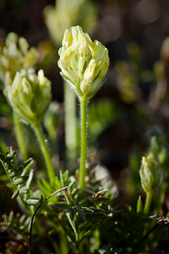 Maydell's Oxytrope - Oxytropis maydelliana