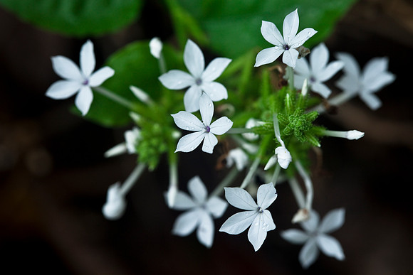 Pentas Lancolata