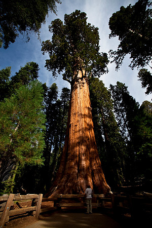 Me at General Sherman Tree
