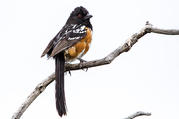 Spotted Towhee