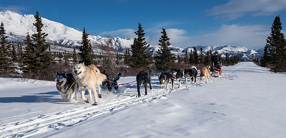 Denali Road Panorama