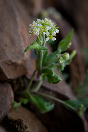 Cushion Draba - Draba breweri ssp. cana