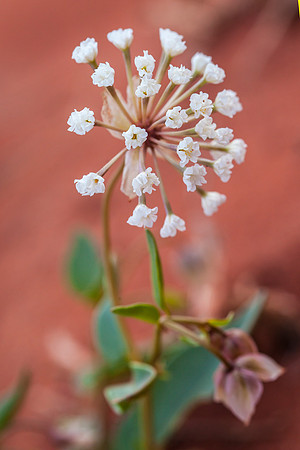 Sand Verbena - Abronia fragrans