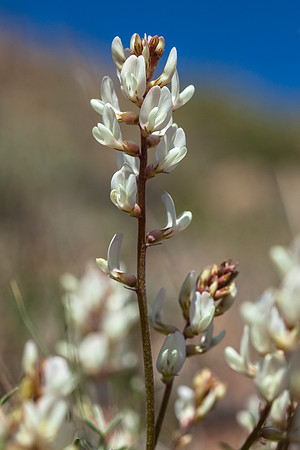 Astragalus flava
