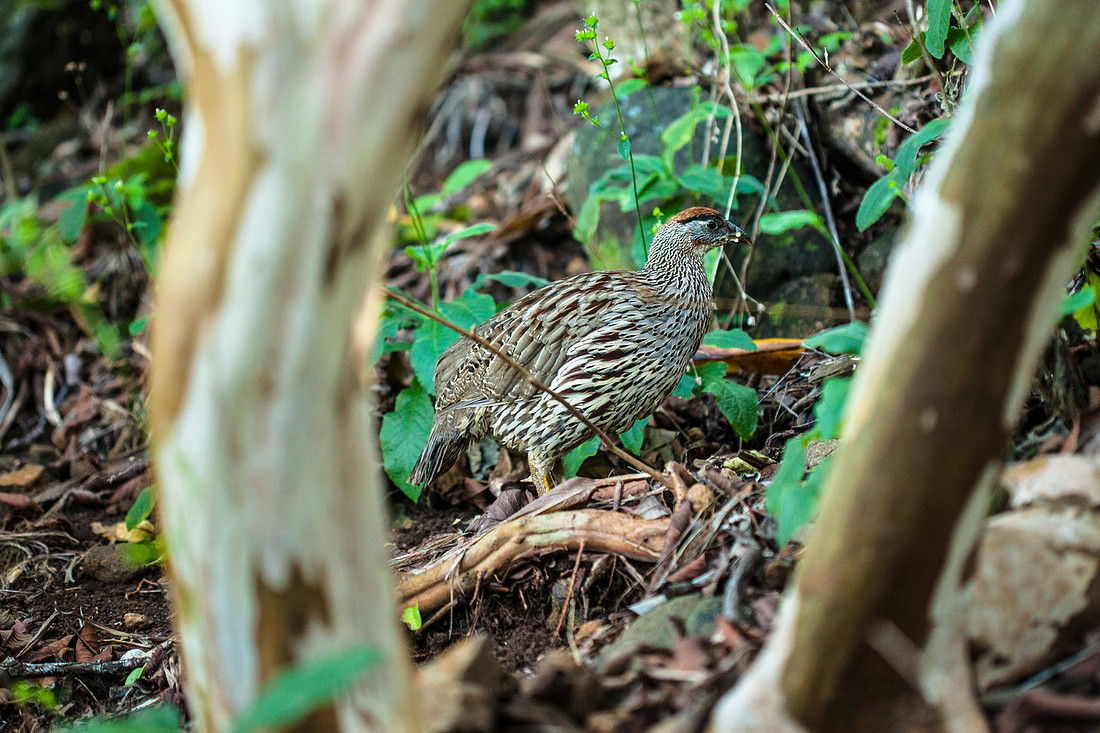 Francolin