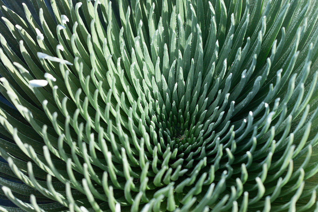 Silversword