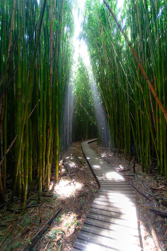Kipahulu Boardwalk sun rays
